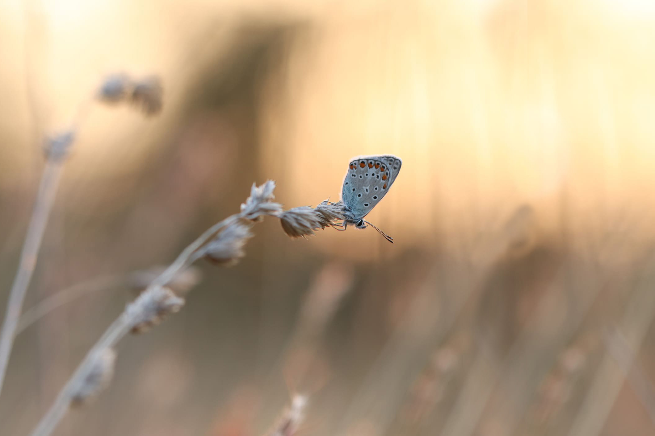 Schmetterling beige