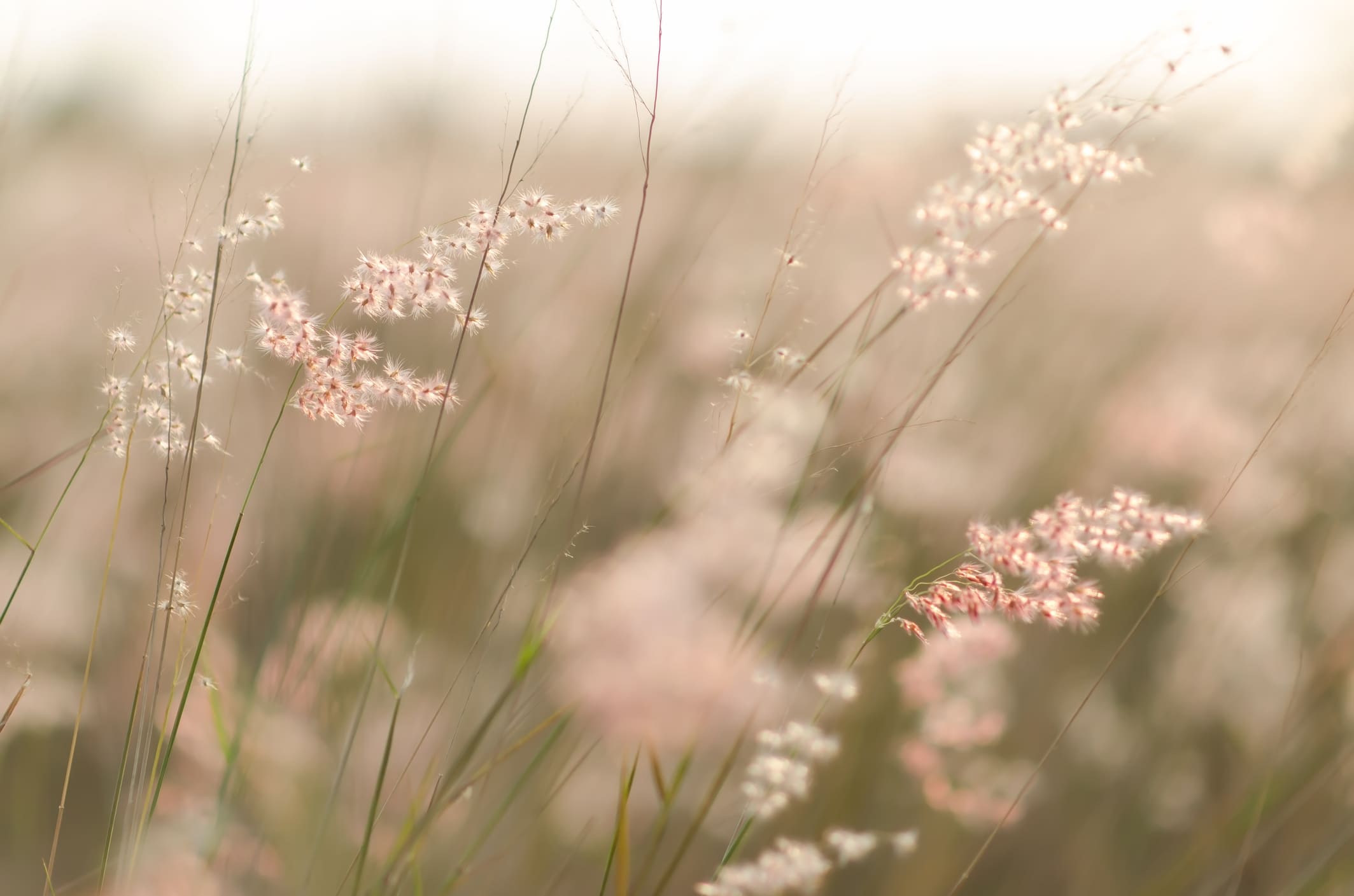Gras
